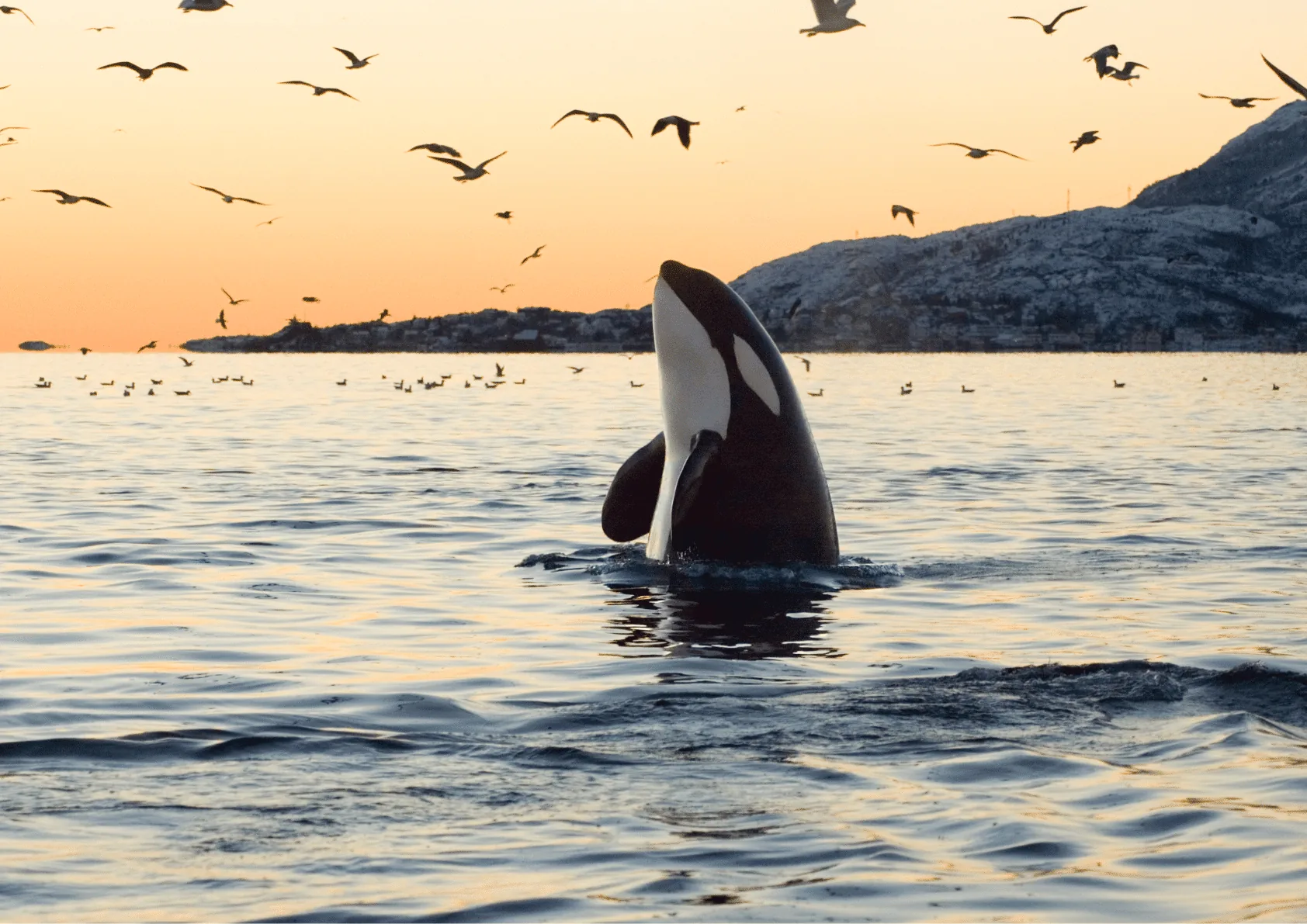 Orca surfacing vertically in calm water at sunset with seabirds flying overhead and mountains in the background.